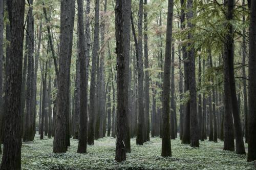 共青森林公园 Gongqing Forest Park