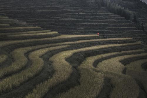 云和梯田 Yunhe Terraced Fields