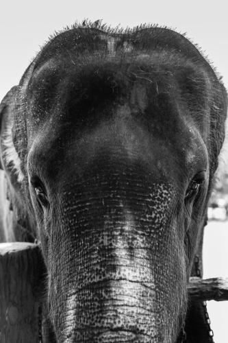 科伦坡大象 Colombo Elephant